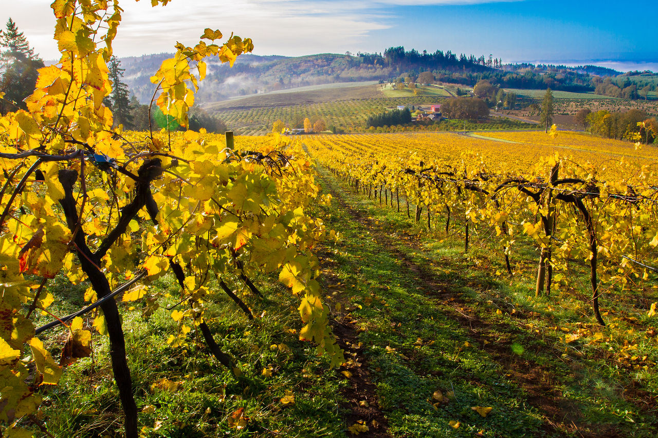 A vineyard with autumn colored leaves  in the Willamette Valley near Salem, Oregon.  A bank of fog is partially burned off.